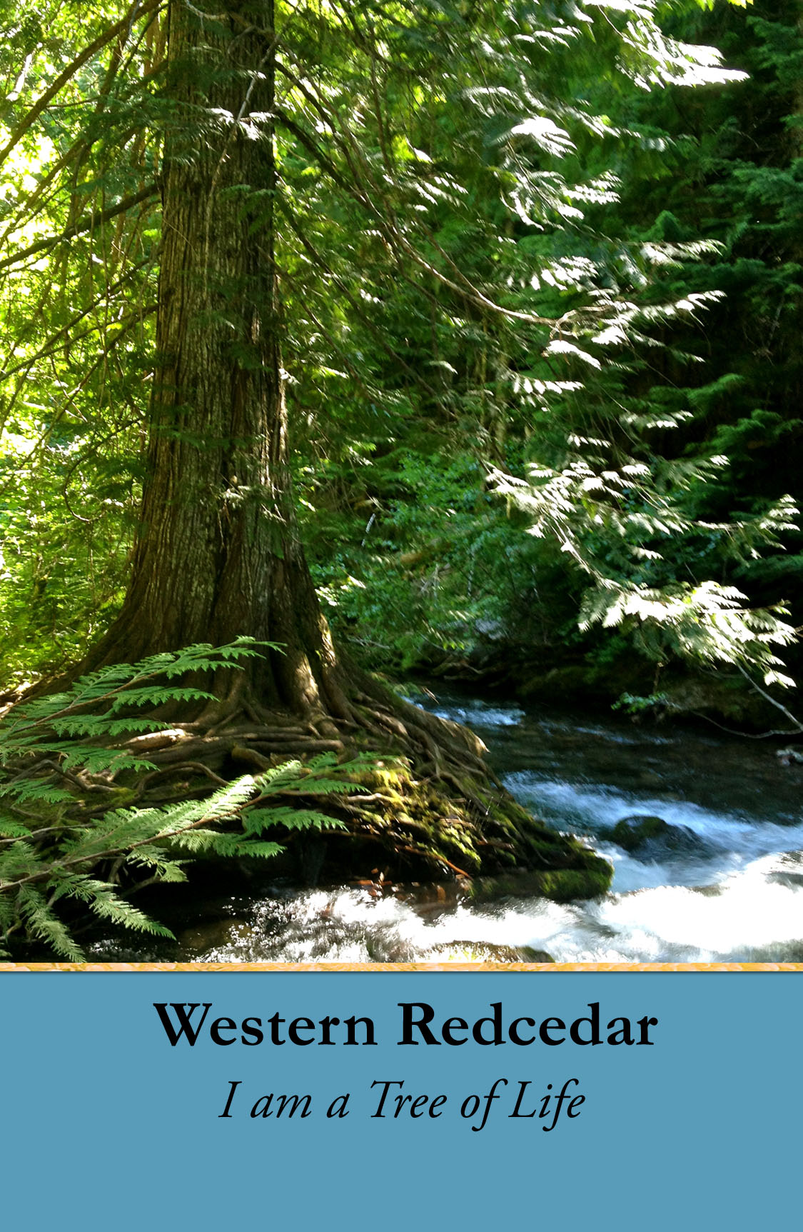 Western Red Cedar Tree